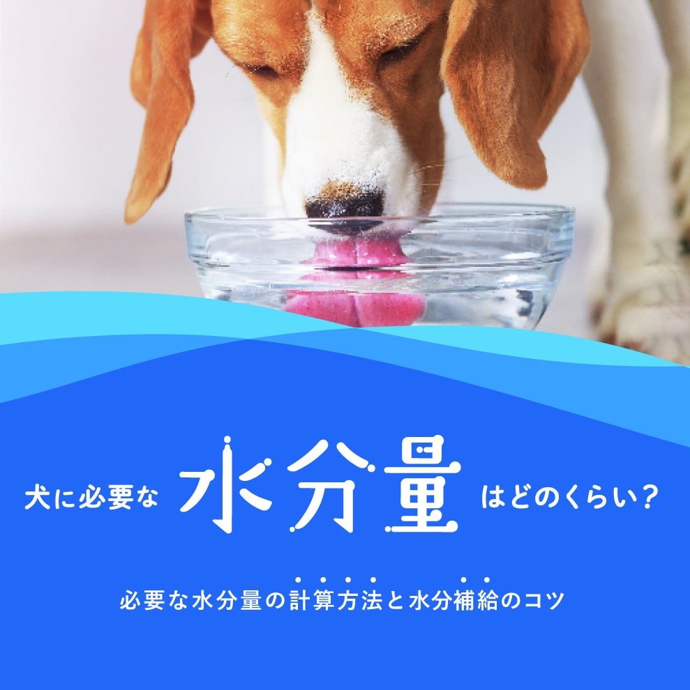犬に必要な水分量はどのくらい？