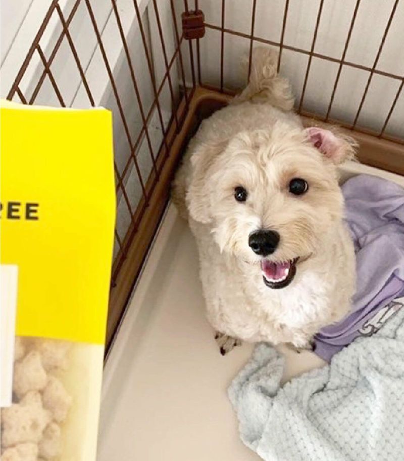 ドッグフード yume 翌営業日発送 ペットフード 犬 yumyumyum セット 国産 無添加 12点